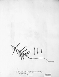 Phyllosticta concentrica image